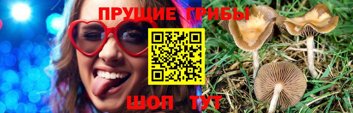 Псилоцибиновые грибы Psilocybe  Вход с VPN  Нижний Тагил 